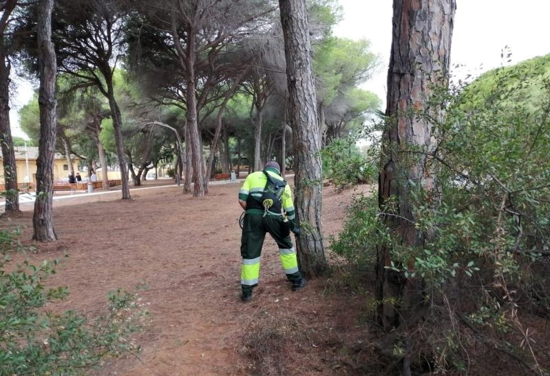 Cómo actuar ante el contacto de animales domésticos con la oruga procesionaria