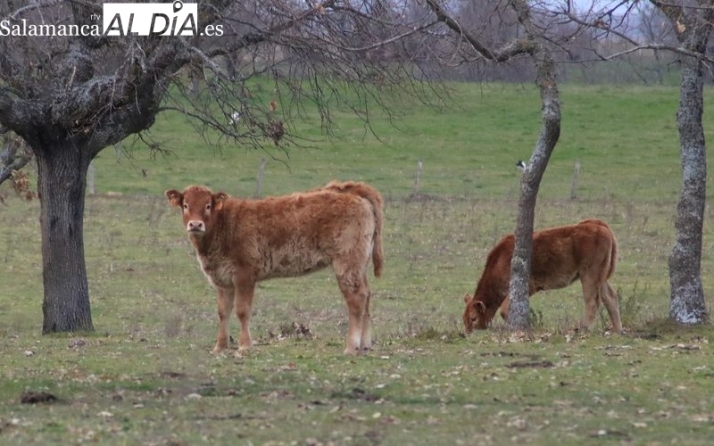  Tras la fuerte subida de precios del lunes pasado, ahora sobra cereal y bajan las cotizaciones
