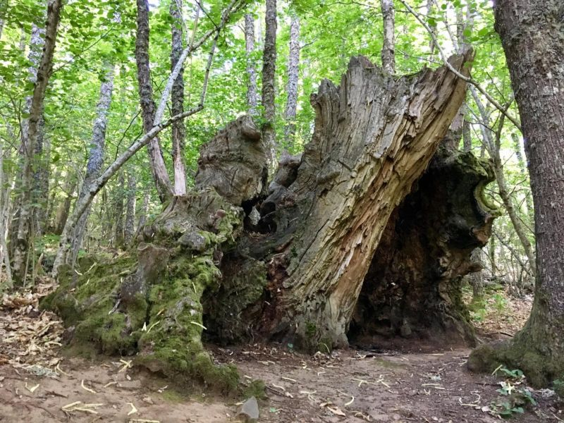 El sendero de La Honfría te invita a un bosque de película