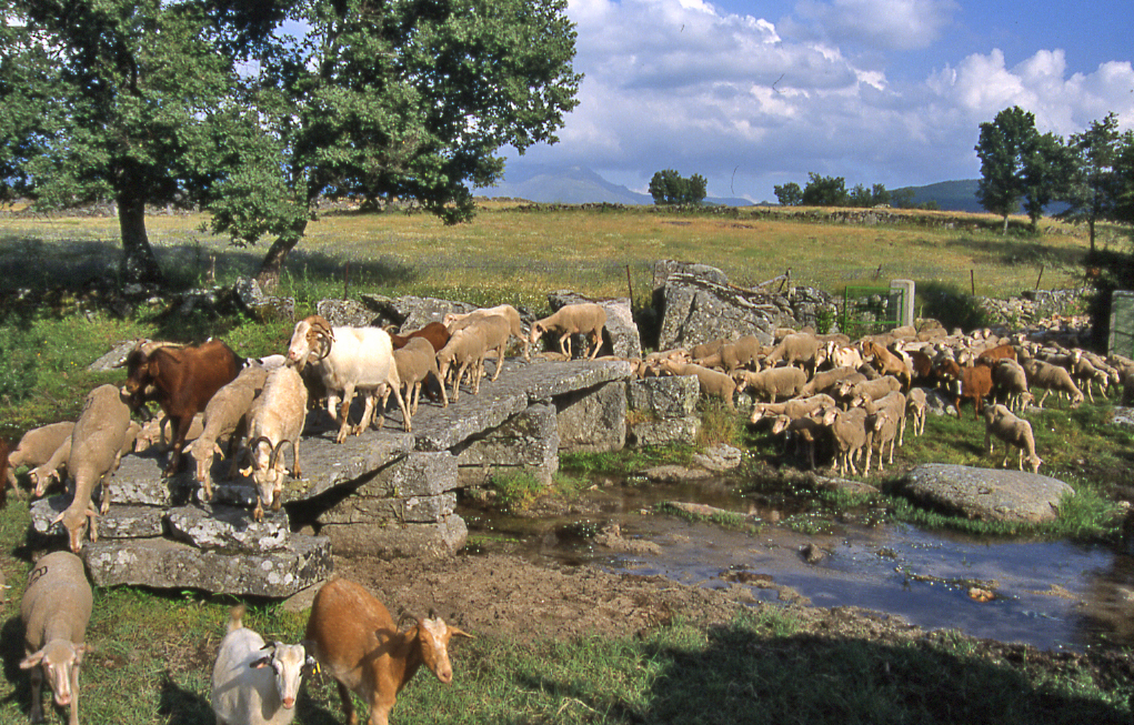 Medio Natural y trashumancia - 11 . Corrientes fliviales 