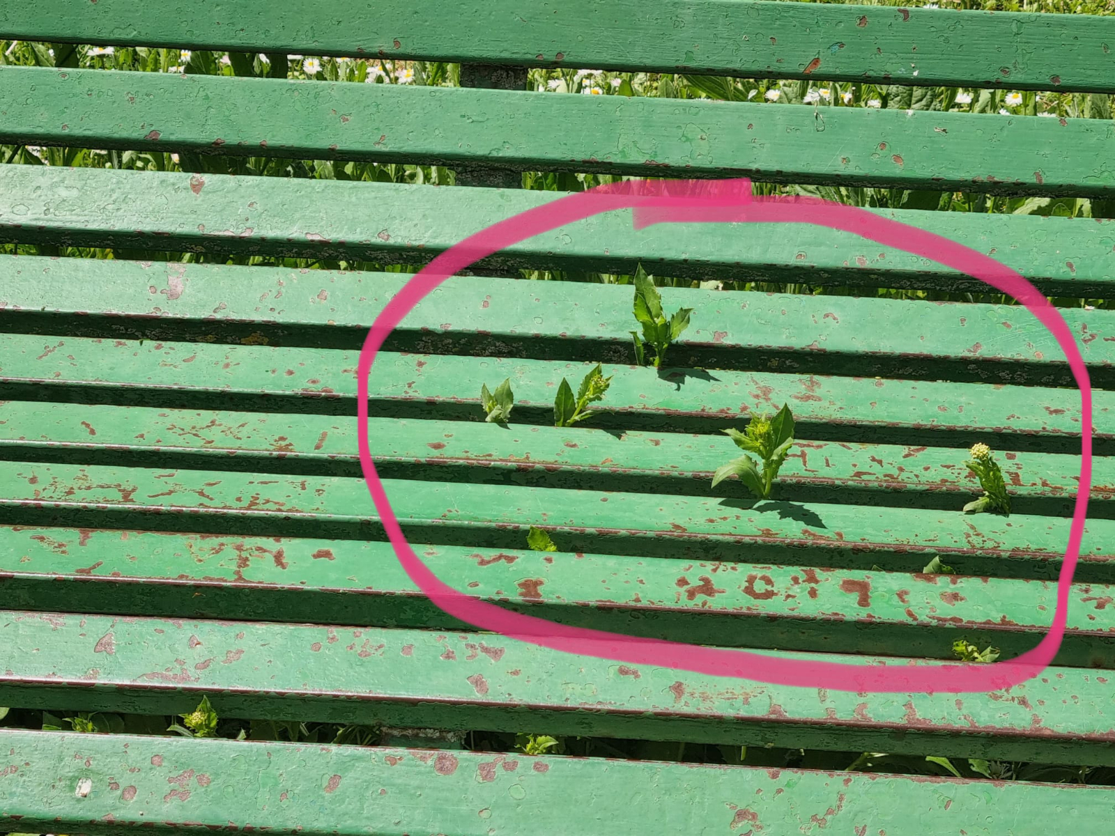 El Partido Popular denuncia el deplorable estado del parque Los Jardines