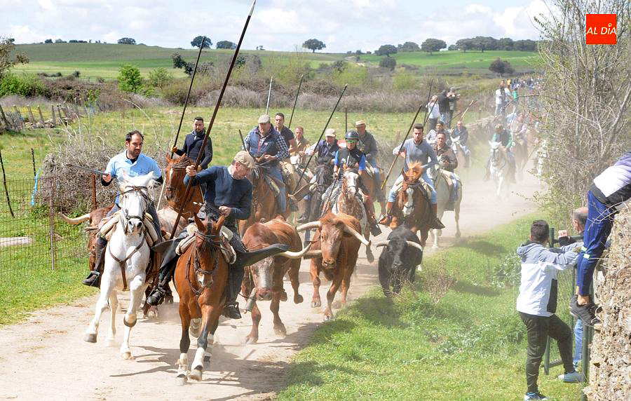 Multitudinario encierro a caballo en Gallegos de Argañán
