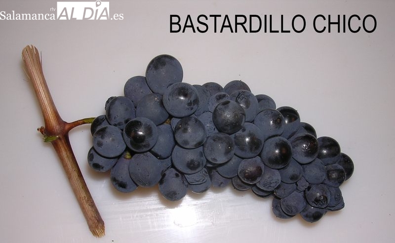 La D.O. Arribes suma cinco nuevas variedades para la elaboración de sus vinos 