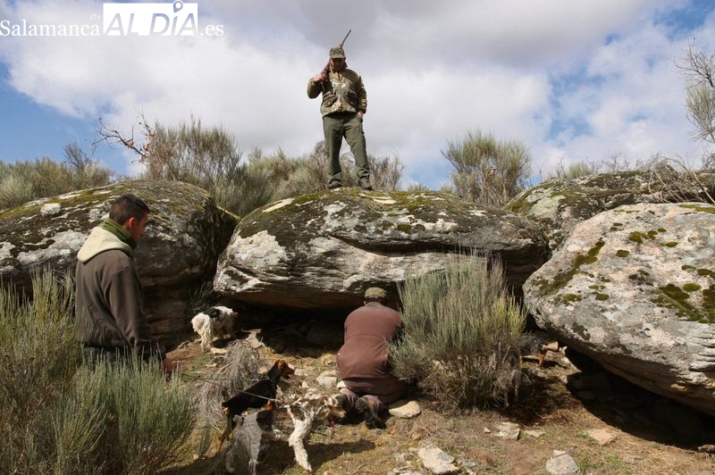 Con la llegada de la primavera comienza la caza del zorro en madriguera