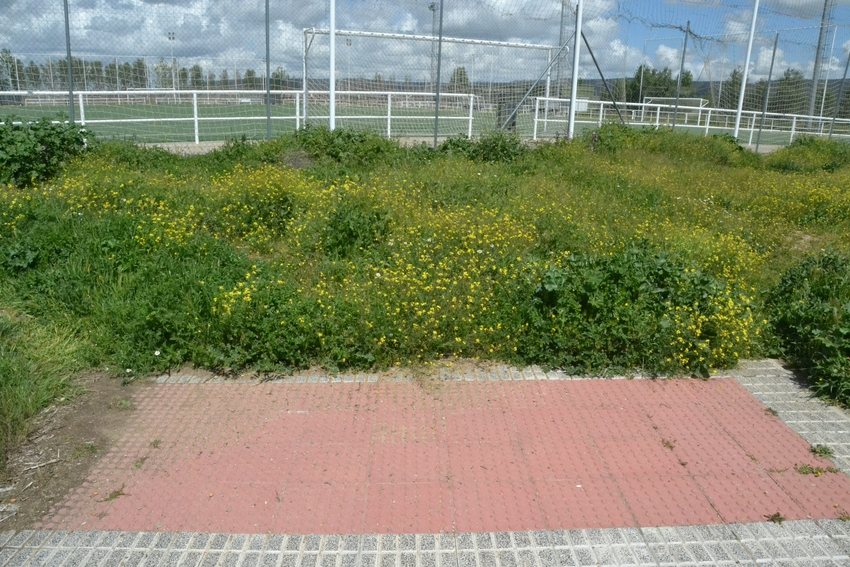 La vegetación tanto viva como muerta se hace fuerte en el entorno de los Campos de Toñete