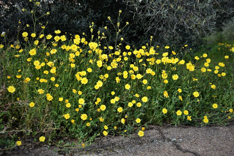 El herbolario de las cunetas