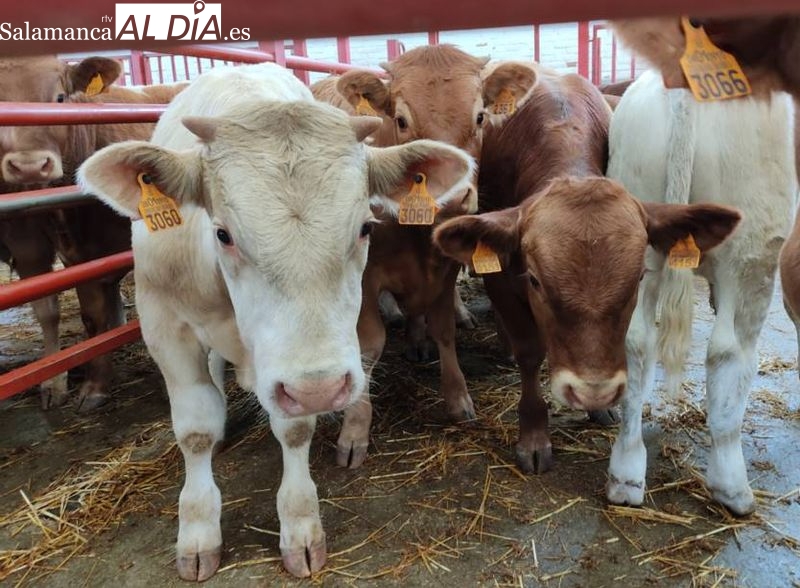 Nuevas ayudas para mejorar explotaciones agrícolas y ganaderas de Castilla y León