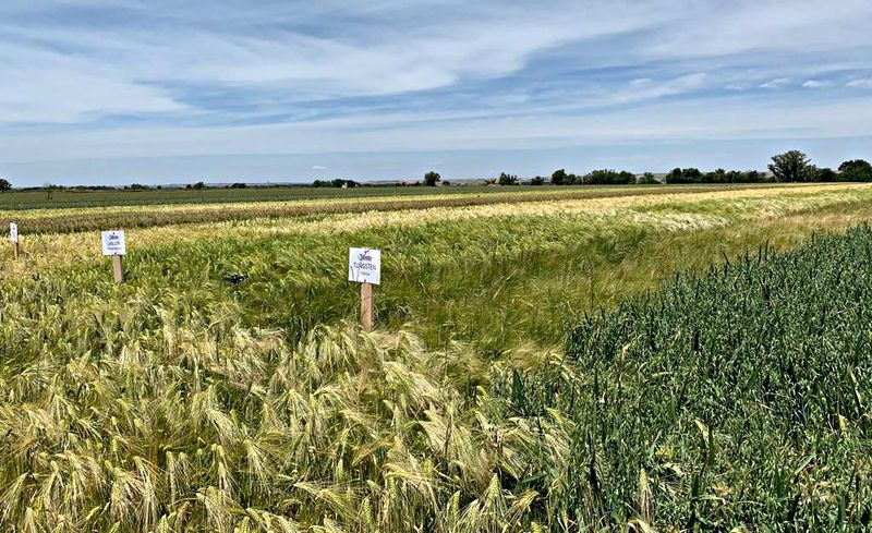 Cobadu sigue apostando por la innovación genética y cuenta con cinco campos de ensayo