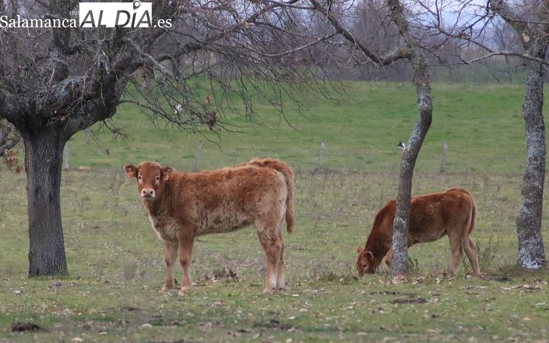 El cereal coge la estela del mercado exterior y repunta los precios sin más argumentos