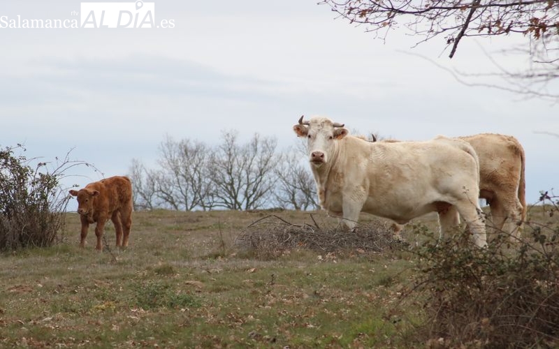 Vitigudino presenta el dato de mayor prevalencia de tuberculosis bovina de Castilla y León