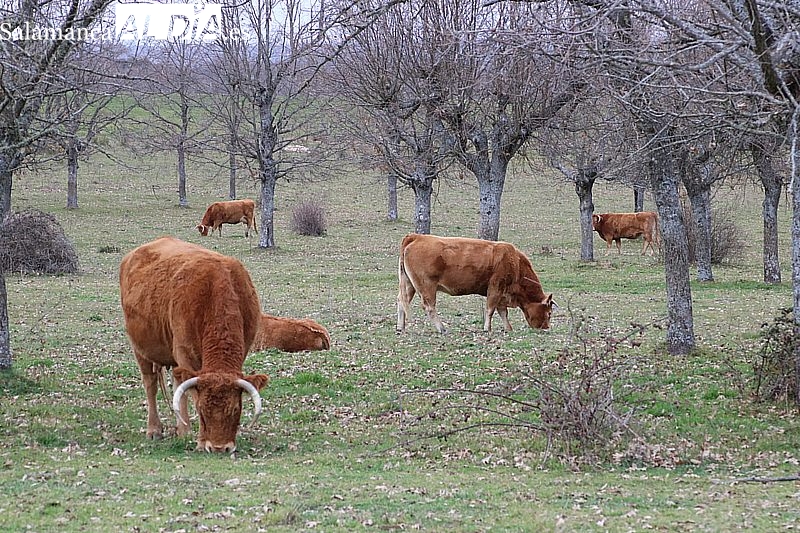 La Junta liquida el pago de las ayudas directas a vacas nodrizas, vacuno de leche, ovino y caprino