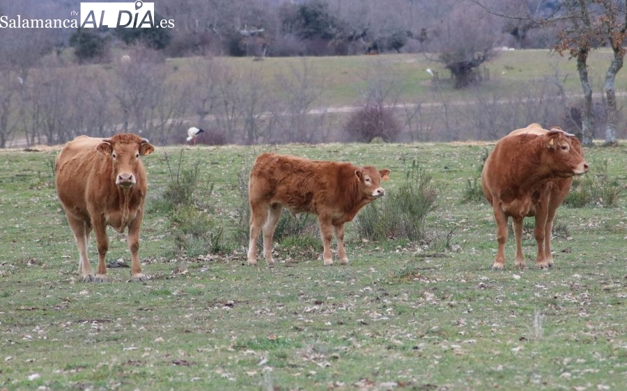 Leve bajada de los precios del cereal y firmeza en el vacuno