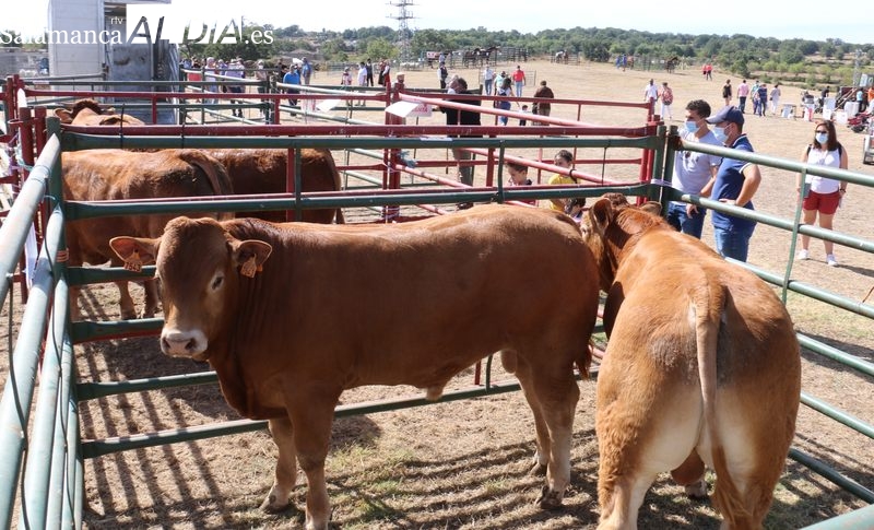 La Feria de San Felipe en Barruecopardo tendrá el I Rally Fotográfico ‘Tradición agrícola y ganadera’
