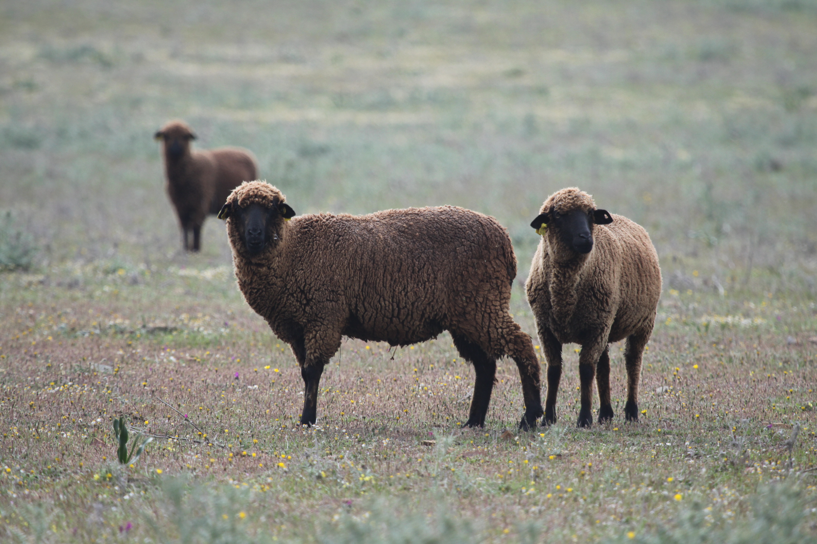 Medio Natural y trashumancia - 10
