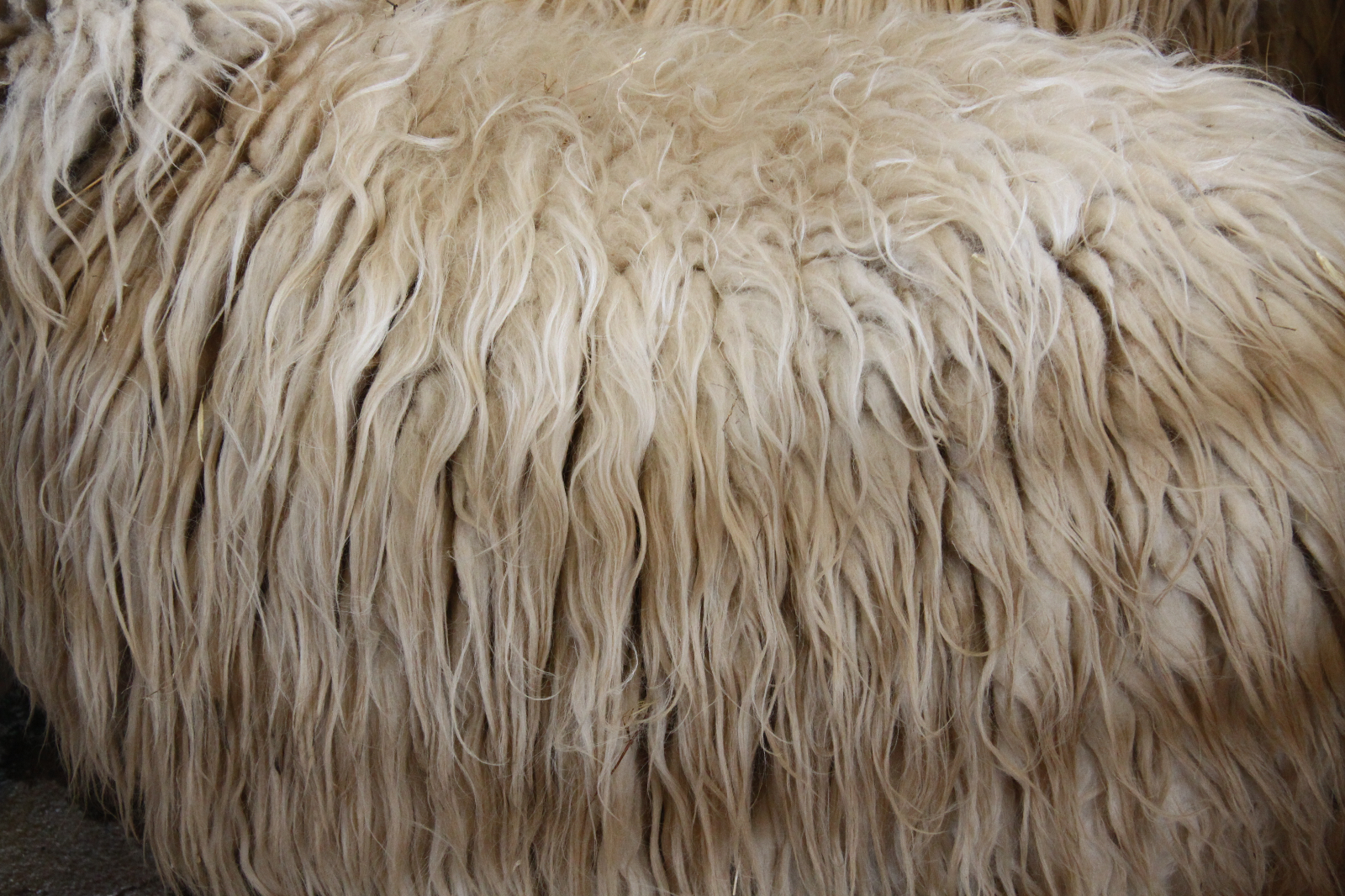 Medio natural y trasumancia - 10 