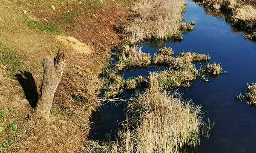 Asenavis pide que paren las podas tan fuertes como la sufrida por la morera junto al Puente Mayor