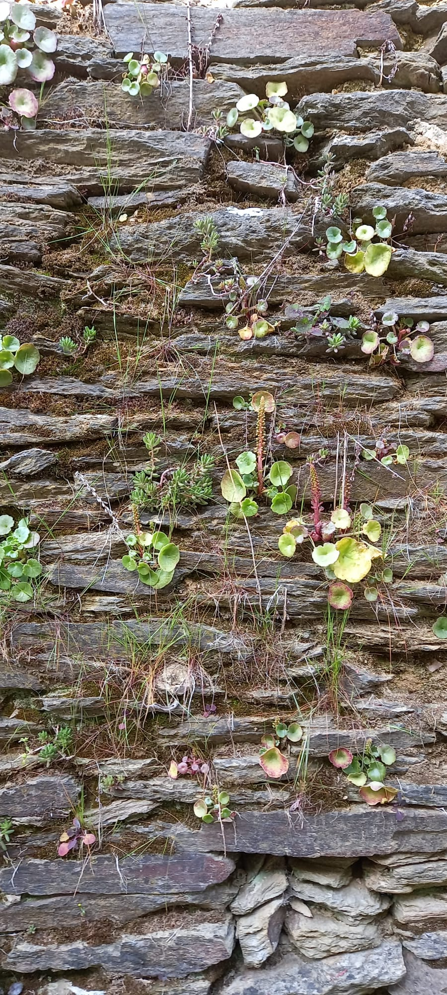 Pasión y Resurrección - Contemplar para actualizar