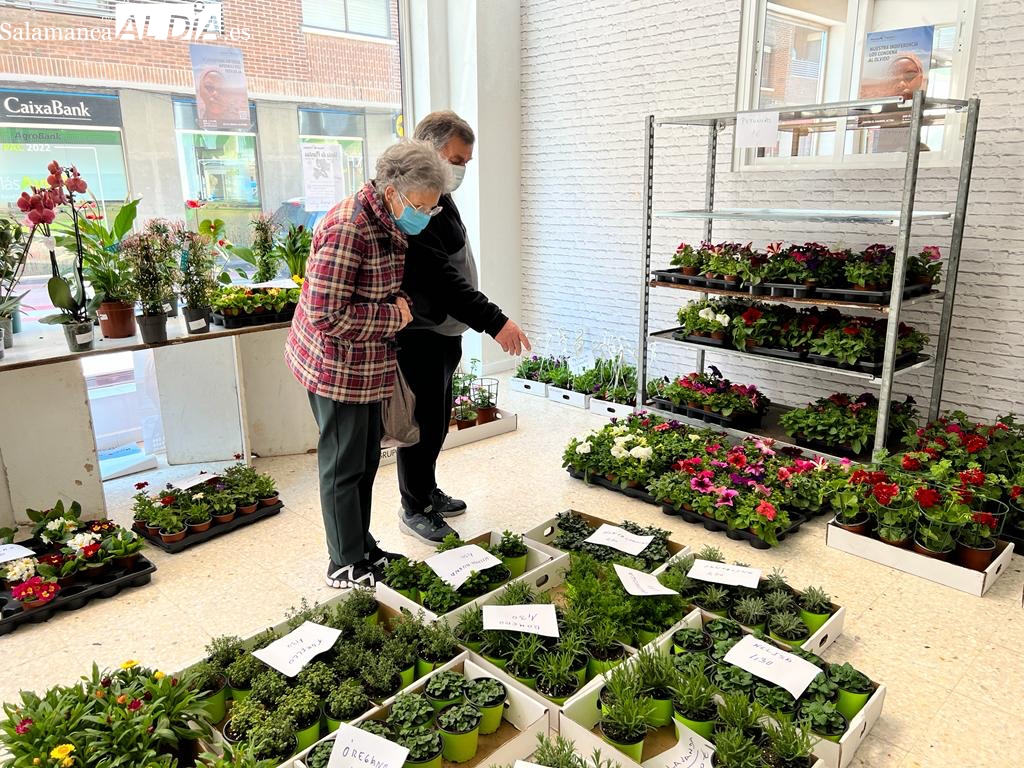 Los albenses responden a la venta solidaria de plantas de Manos Unidas