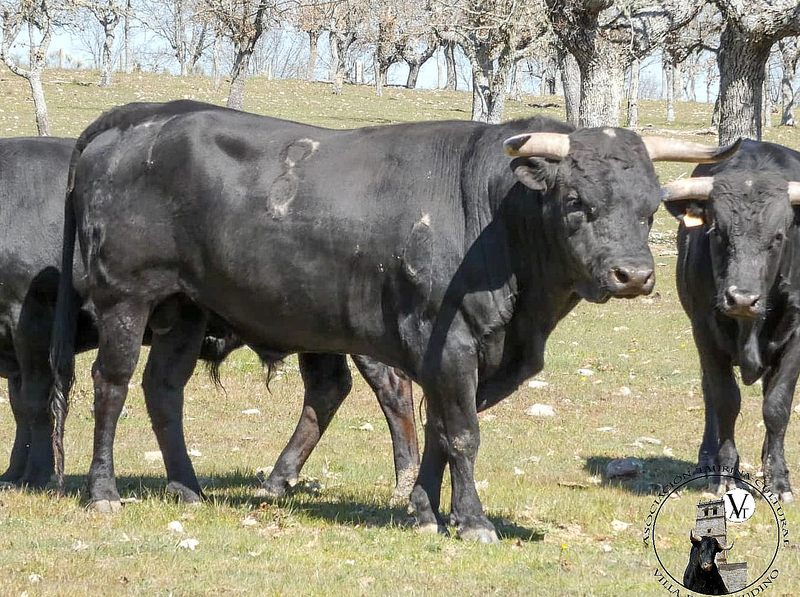El VI Toro de Cajón del preCorpus de Vitigudino ya tiene al segundo compañero