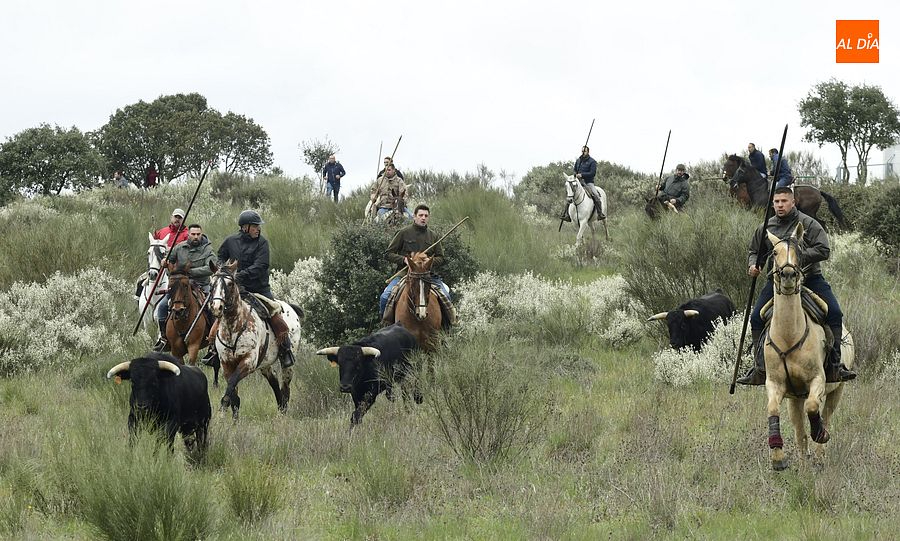 Vistoso encierro a caballo en Gallegos de Argañán tras dar el cielo una nueva tregua 