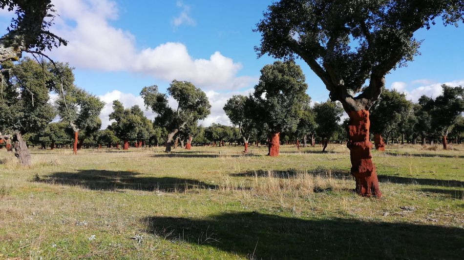 Senderos entre alcornoques en la comarca de Ledesma
