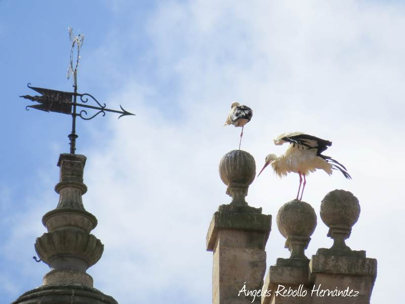 Equilibrios celestiales