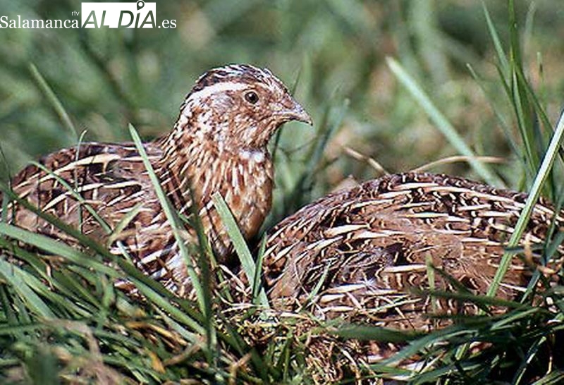 La Junta se opone a que la codorniz se cataloge como especie en riesgo extremo 