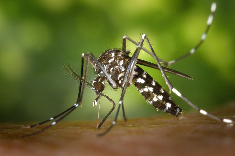 Alertan del repunte del mosquito tigre en toda España 