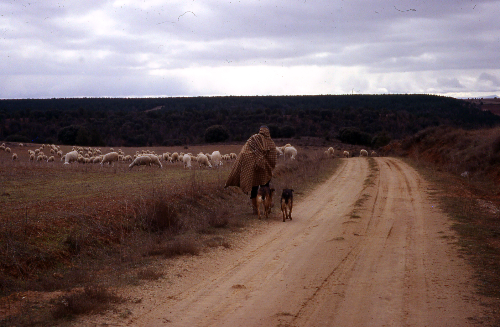 El medio natural y la trashumancia 