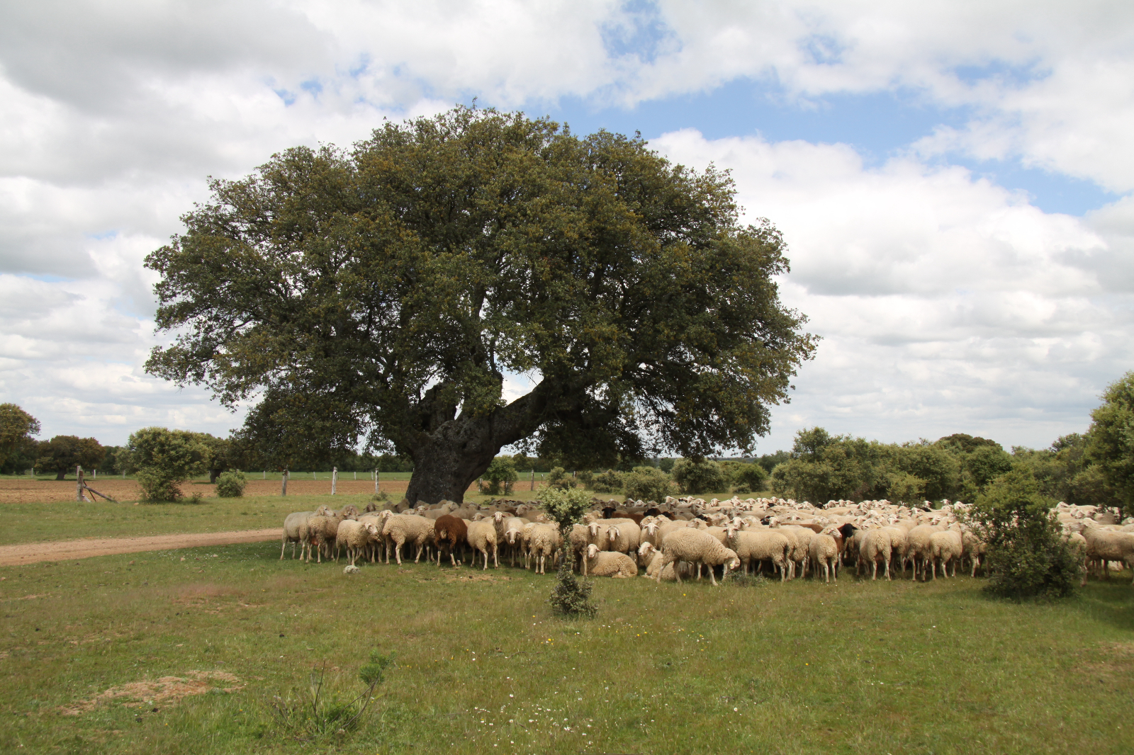 El el medio natural y la trashumancia - 14 