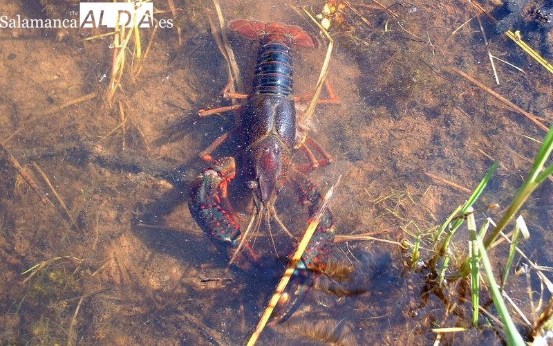 Comienza la temporada de cangrejos con un bajo nivel de los ríos