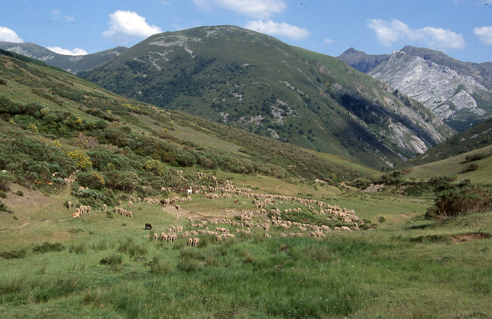 Medio natural y trashumancia