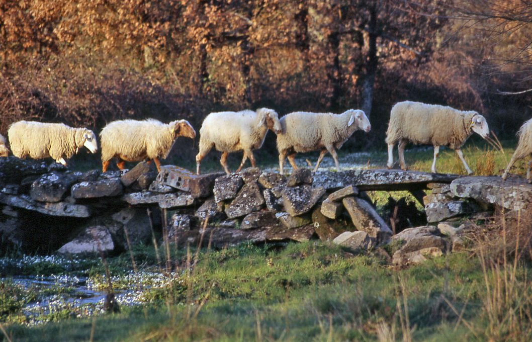 Coincidencia de las cañadas y lo cursos fluviales 