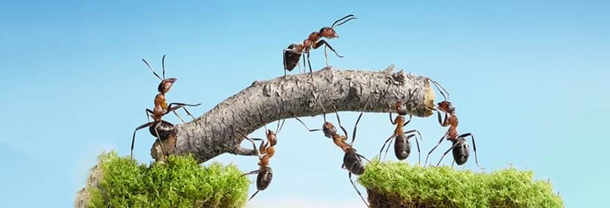 O apocalipse das formigas