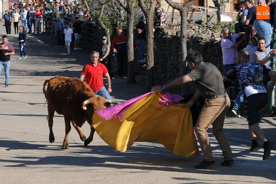 Animado encierro y capea en Saelices el Chico con un espectador herido leve