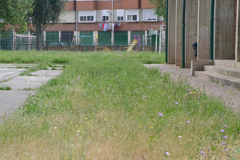 Quejas por el estado de la hierba del patio del Colegio El Puente