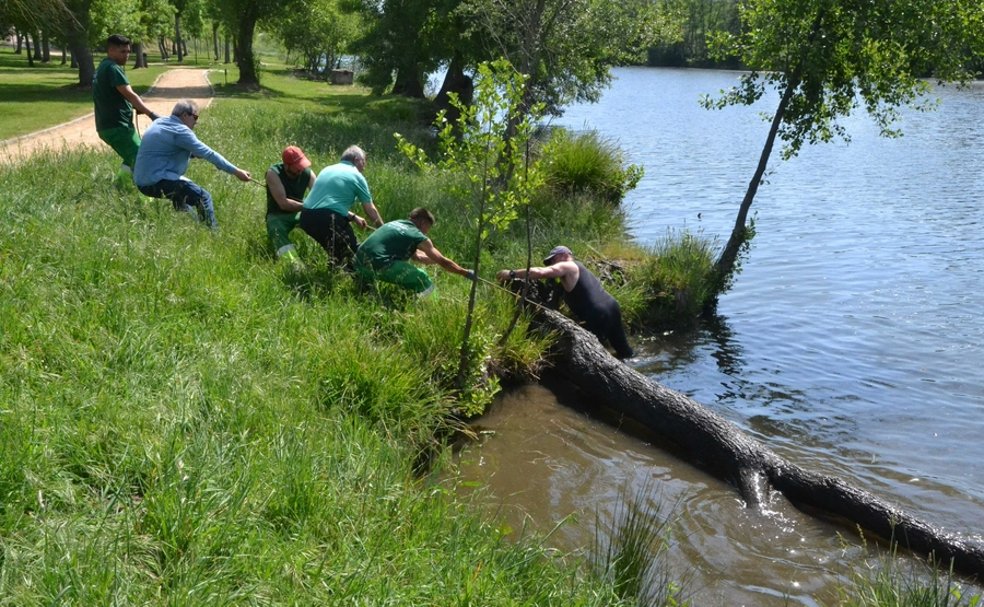 En marcha una operación de extracción de árboles caídos al cauce del río