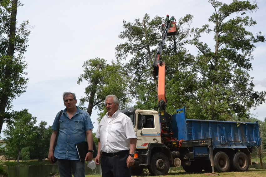 El saneamiento de los árboles de El Picón llega a las alturas