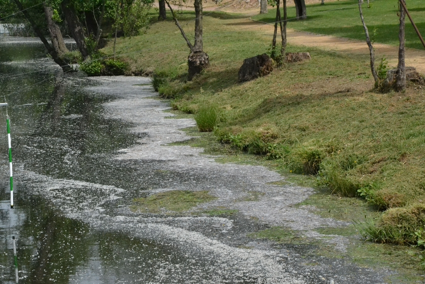 1Foto: Las aguas del Águeda se visten de primavera