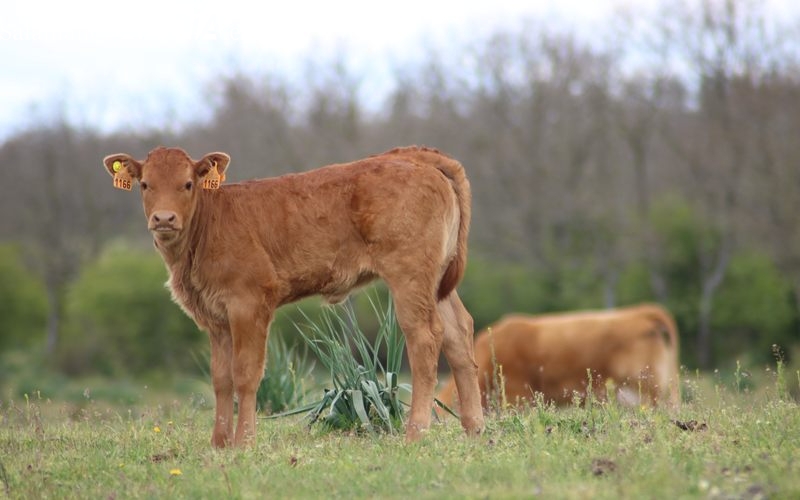Fuerte subida del cereal y repetición para el vacuno de vida
