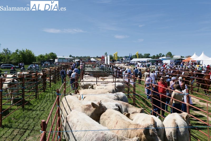 Regresa a Lumbrales la Feria de San Isidro con más fuerza que nunca