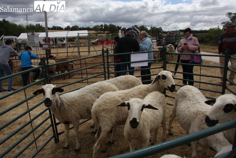 Bañobárez prepara su tradicional feria ganadera para el 7 de junio