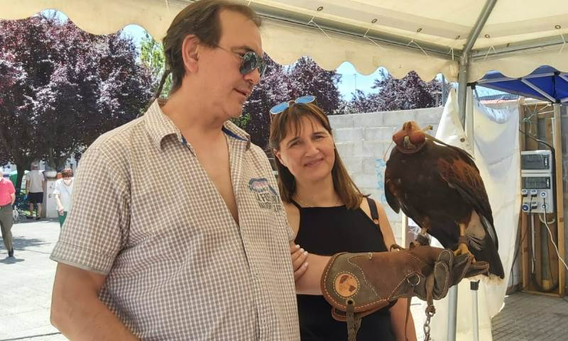 Recuperado el águila Harris que se escapó durante la Feria de Mayo