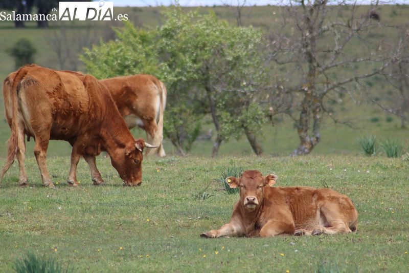 Importante subida del cereal y descenso del precio de la carne de vacuno