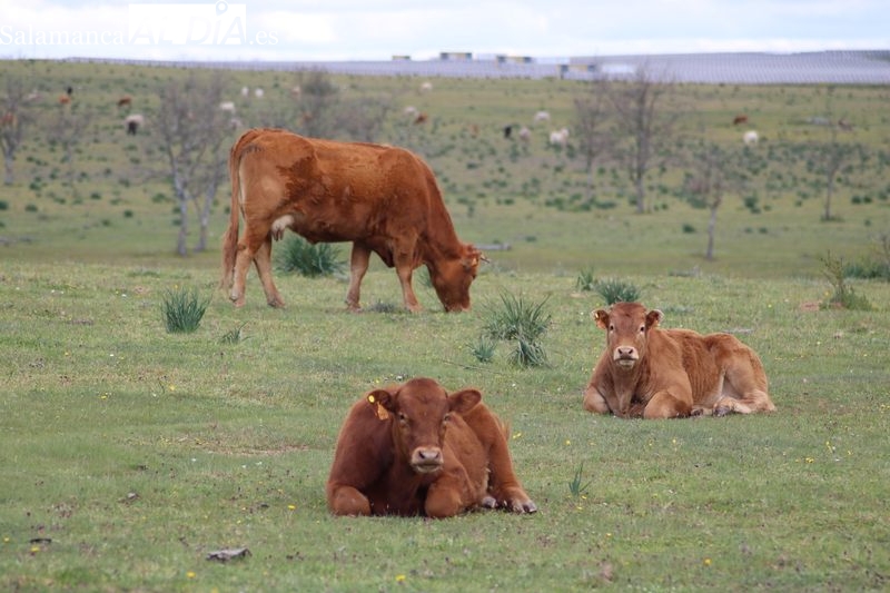 El vacuno respira estabilidad y el cereal especulación