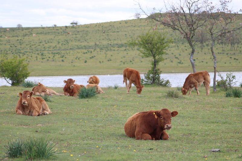 El cereal sigue en escalada de precios con una nueva subida generalizada