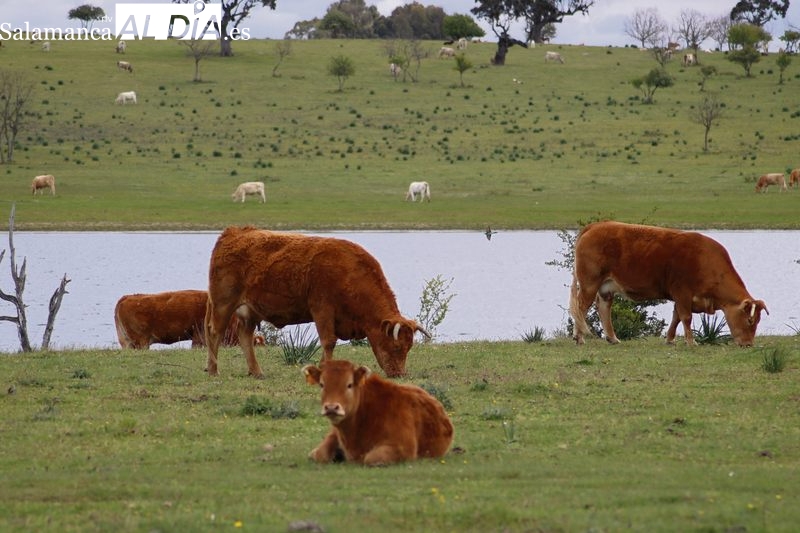 Más líderes en el sector del vacuno de carne en España