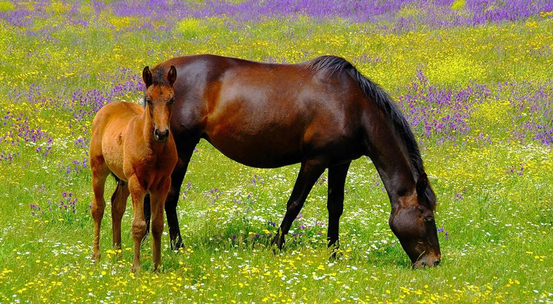 La hermosura de la nobleza
