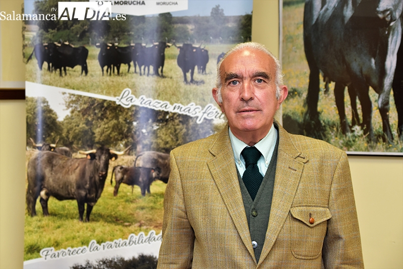 La vaca morucha garantiza carne de excelente calidad, la más sana y saludable del mercado