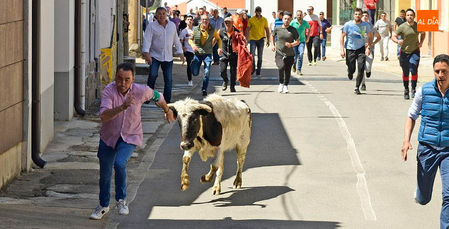 Entretenido encierro urbano en El Bodón en el cual resultó herido leve un mirobrigense